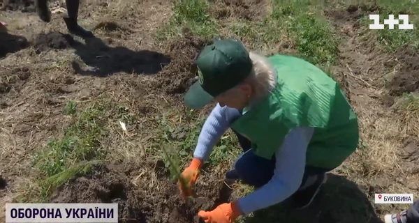 Переселенцы, оказавшиеся на Буковине, высадили в Карпатах две тысячи деревьев 