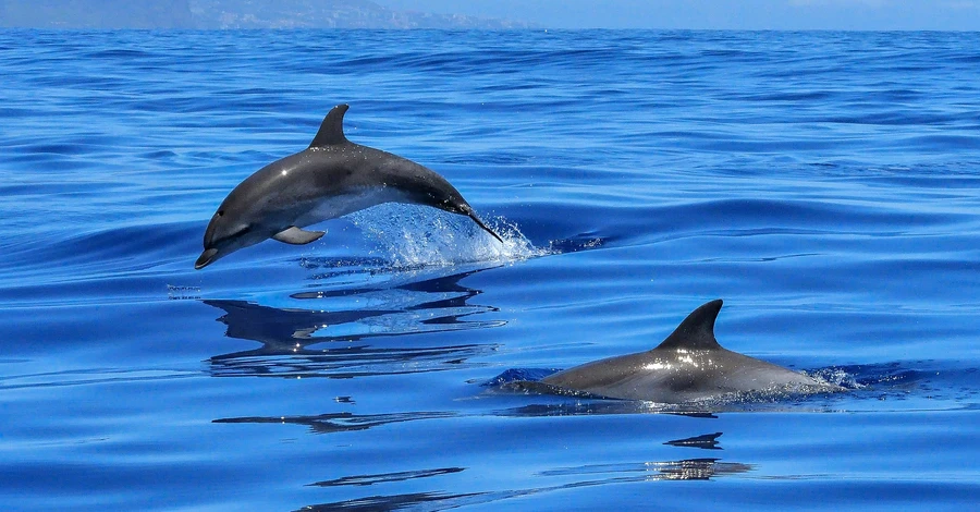 Російські військові кораблі спровокували загибель дельфінів та деяких риб у Чорному морі