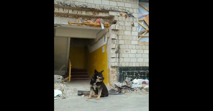 У Бородянці собака два місяці чекає під зруйнованим будинком своїх господарів