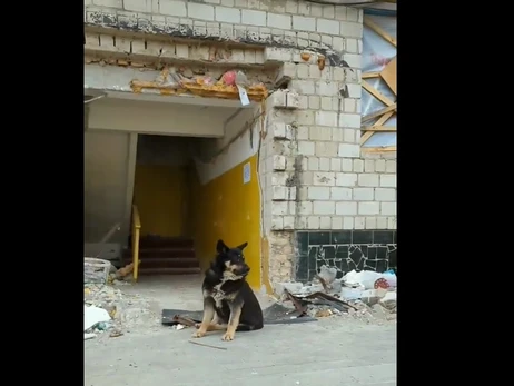 В Бородянке собака два месяца ждет под разрушенным домом своих хозяев