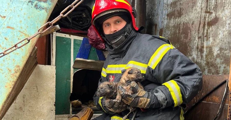 Киевские пожарные вытащили из огня и спасли семь щенков