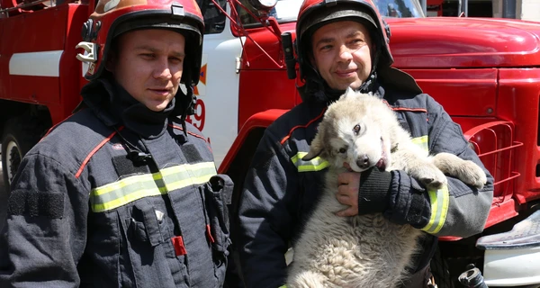 Врятоване при пожежі щеня тепер служить у рятувальній частині Харкова