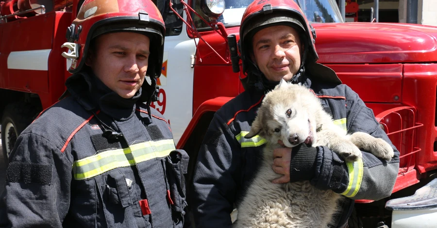 Спасенный после артобстрела щенок теперь служит в пожарной части Харькова