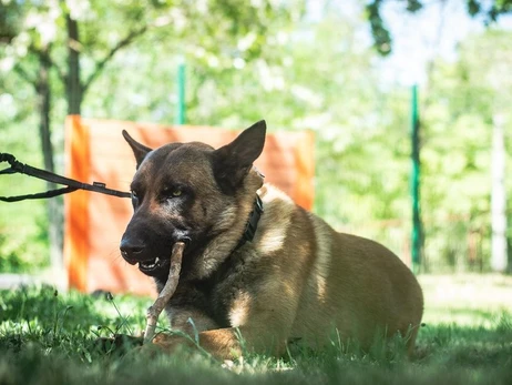 Брошенный россиянами пес Макс перешел на сторону ВСУ и теперь служит в рядах Нацгвардии