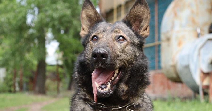 Разведчики показали собаку-героиню Весту: Ищет взрывчатку и бережет жизни бойцов