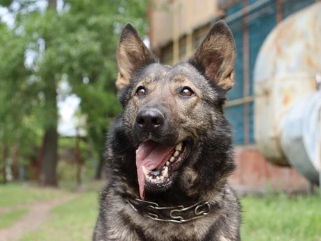 Разведчики показали собаку-героиню Весту: Ищет взрывчатку и бережет жизни бойцов
