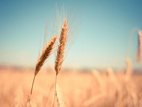 В Турции создадут механизм для вывоза зерна из Украины