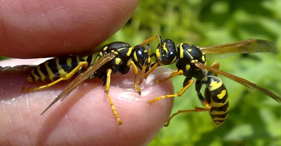 Літні укуси комах: бджіл приваблюють парфуми, а ос – пиво