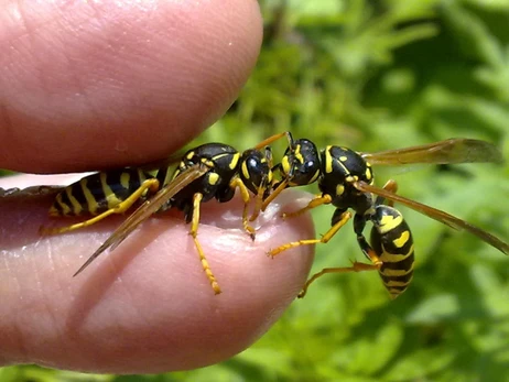 Літні укуси комах: бджіл приваблюють парфуми, а ос – пиво