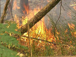 В Грузии горят леса 