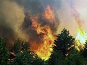 Под Харьковом два дня горел лес 