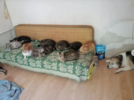 Українка врятувала з-під обстрілів 24 кішки та двох собак