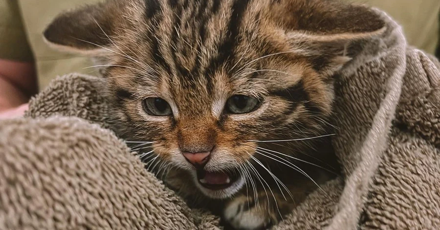 У Одеській області врятували трьох кошенят червонокнижного лісового кота