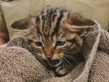 В Одесской области спасли трех котят краснокнижного лесного кота