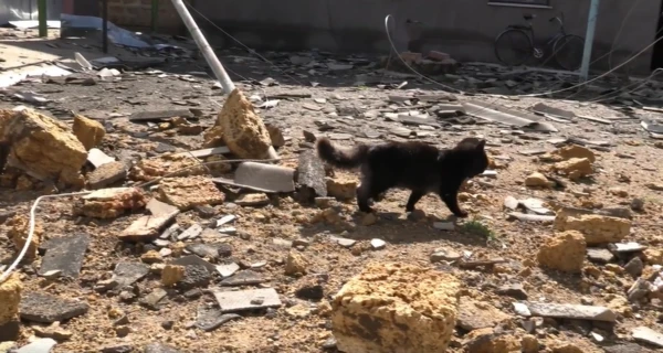 Военные показали, во что россияне превратили села Николаевщины: Руины и брошенные животные