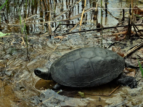 В Чернобыльском заповеднике показали единственный вид черепах, которые водятся в Украине 