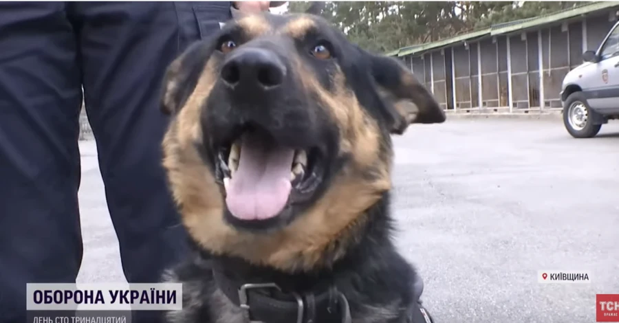 Собаки из кинологического центра Ирпеня помогают полиции искать людей и ловить преступников