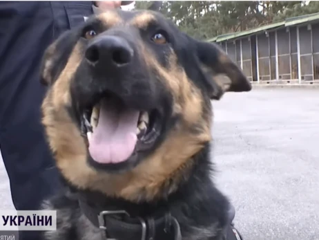 Собаки из кинологического центра Ирпеня помогают полиции искать людей и ловить преступников