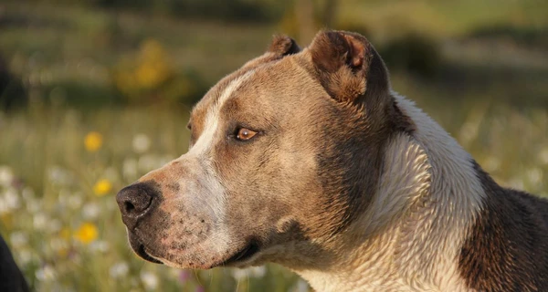 На Вінниччині собака накинувся на двох хлопчиків - діти у лікарні