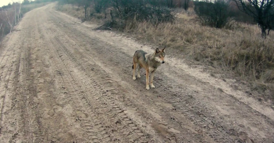 Під час бойової операції до українських військових приєднався степовий вовк