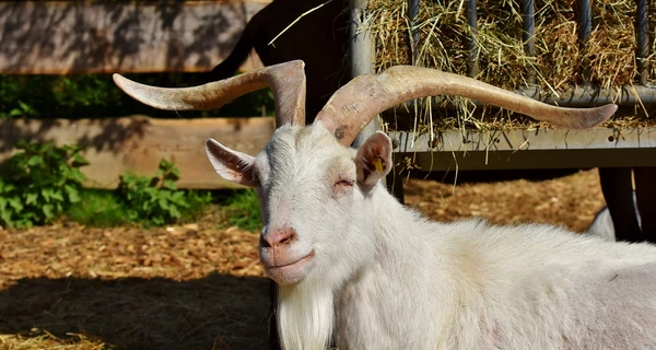 Під Запоріжжям коза 