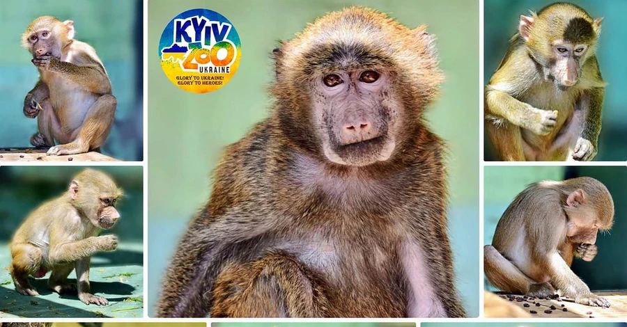 Киевский зоопарк показал, как изменились спасенные из Ясногородки обезьяны