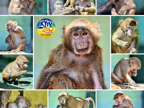 Київський зоопарк показав, як змінилися врятовані з Ясногородки мавпенята