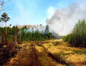 Пожар уничтожил 30 гектаров леса 