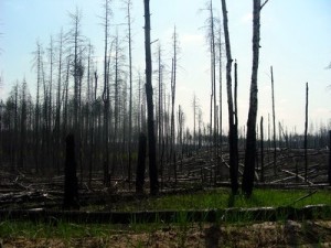 Лесной пожар уничтожил 260 гектаров зелени 