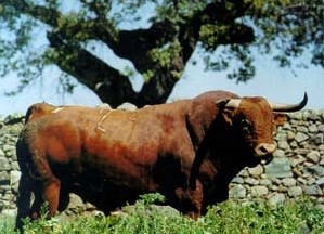 400-килограммовый бык провалился в колодец и просидел там 2 часа 