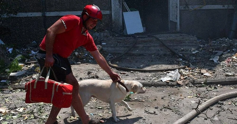 В Николаеве в обстрелянном россиянами жилом доме спасли собаку 