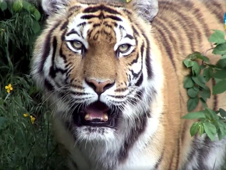 Тигриця Даліла, врятована з-під Харкова, стала улюбленицею гостей Київського зоопарку