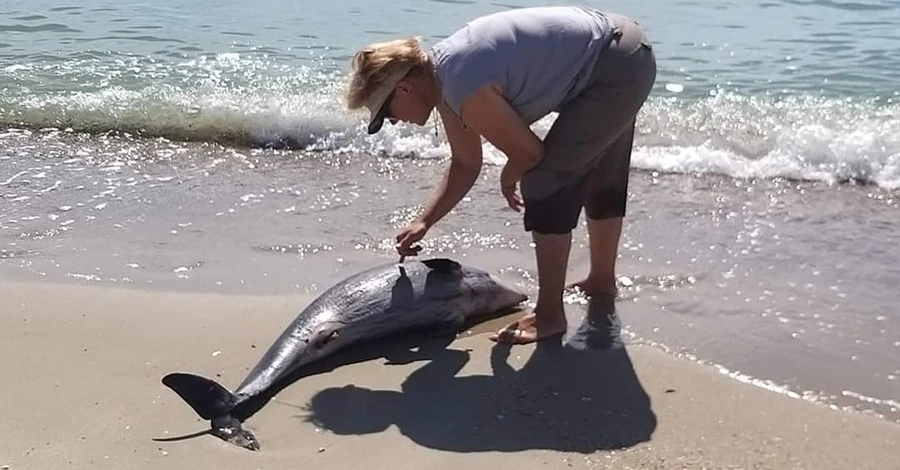 Одесские ученые сообщили о гибели еще четырех дельфинов в Черном море из-за войны