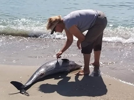 Одесские ученые сообщили о гибели еще четырех дельфинов в Черном море из-за войны