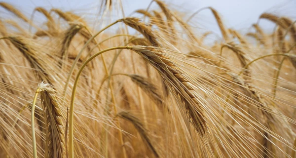 С начала войны Украине удалось экспортировать только 5,2 млн тонн зерна