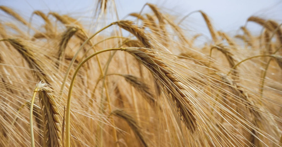 С начала войны Украине удалось экспортировать только 5,2 млн тонн зерна