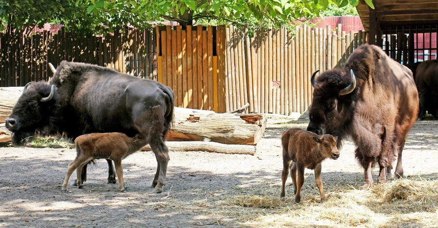 Київський зоопарк показав новонароджених бізонів Варту та Вікінга