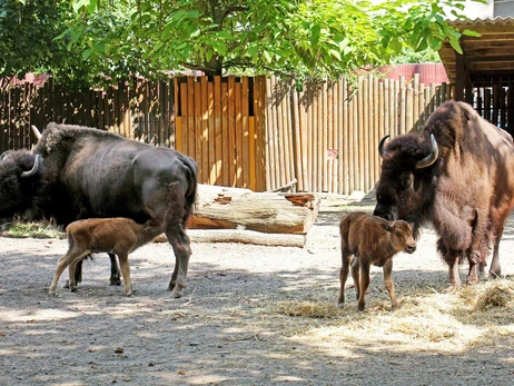 Київський зоопарк показав новонароджених бізонів Варту та Вікінга