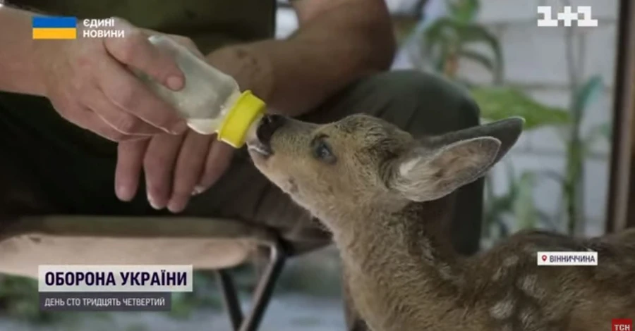 На Вінниччині врятували та виходили новонароджену козулю