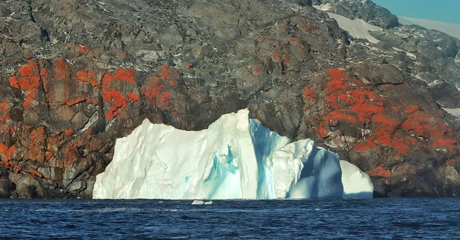 Украинские полярники показали скалы Антарктиды, раскрашенные лишайниками