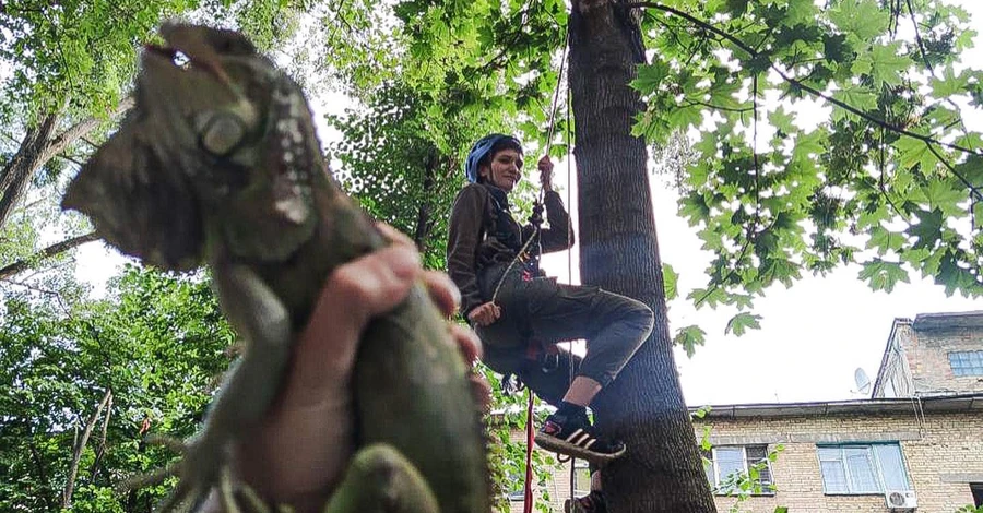 У Києві добровольці зняли з дерева ігуану, яка втекла від господарки
