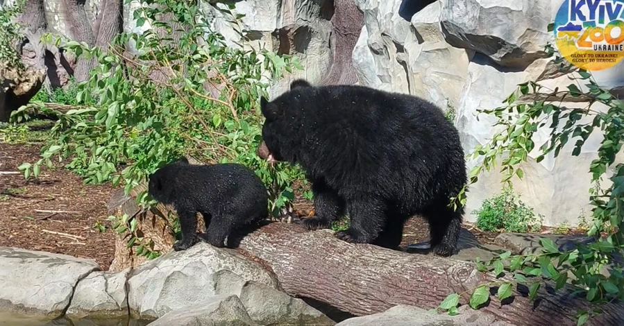В киевском зоопарке медвежонок Бери впервые вышел в вольер 