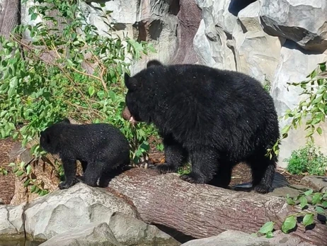 В киевском зоопарке медвежонок Бери впервые вышел в вольер 