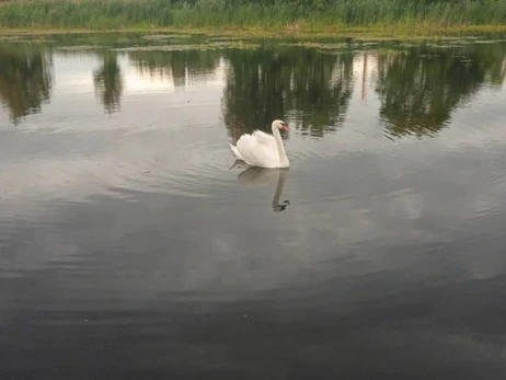 У Чорнобилі показали місцевих лебедів: Втілення краси та грації