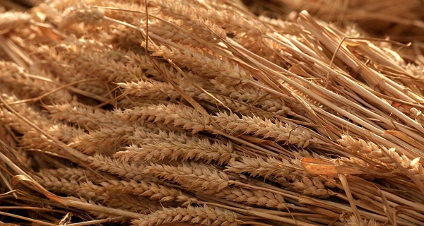 Умеров: Экспорт украинского зерна будет проходить через три украинских порта  