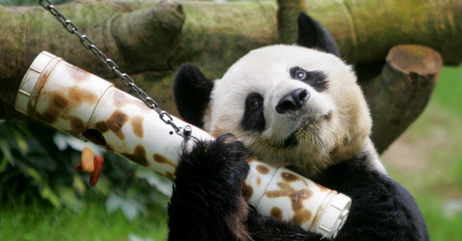 У Гонконгу помер найстаріший у світі самець панди - йому було 35 років