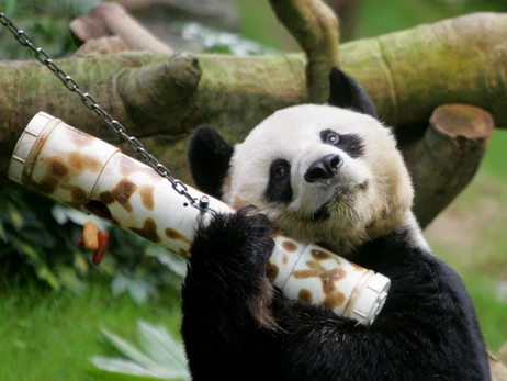 В Гонконге умер самый старый в мире самец панды – ему было 35 лет