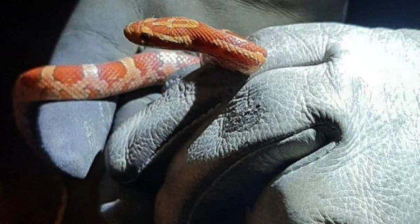 У Дніпрі до житлової квартири заповзла рідкісна змія