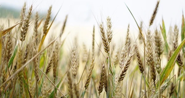 Украинский урожай в 2022 году может быть вдвое меньше