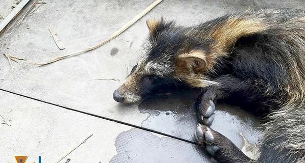 Бійці ДСНС врятували єнотовидного собаку, який застряг у паркані